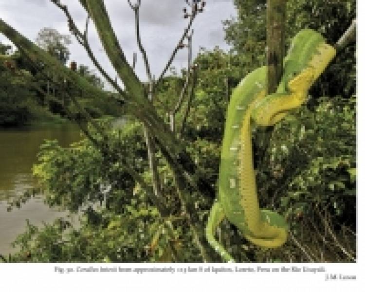 Natural History of Neotropical Treeboas (genus Corallus)